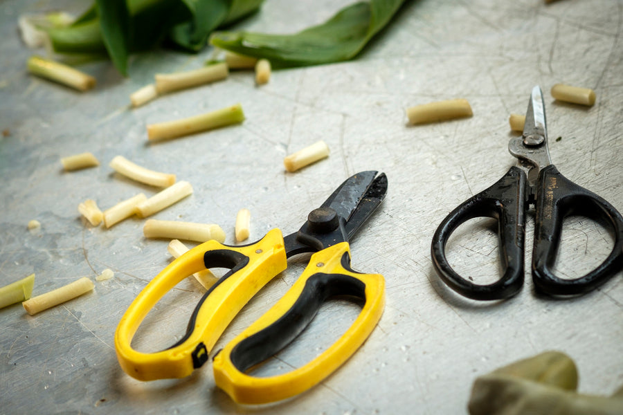 The Art of Flower Conditioning: Professional Techniques for Extending Bloom Life