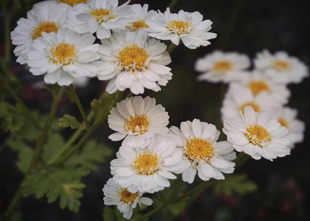 Chelsea to Kensington: The Discerning Guide to Flower Shopping in West London