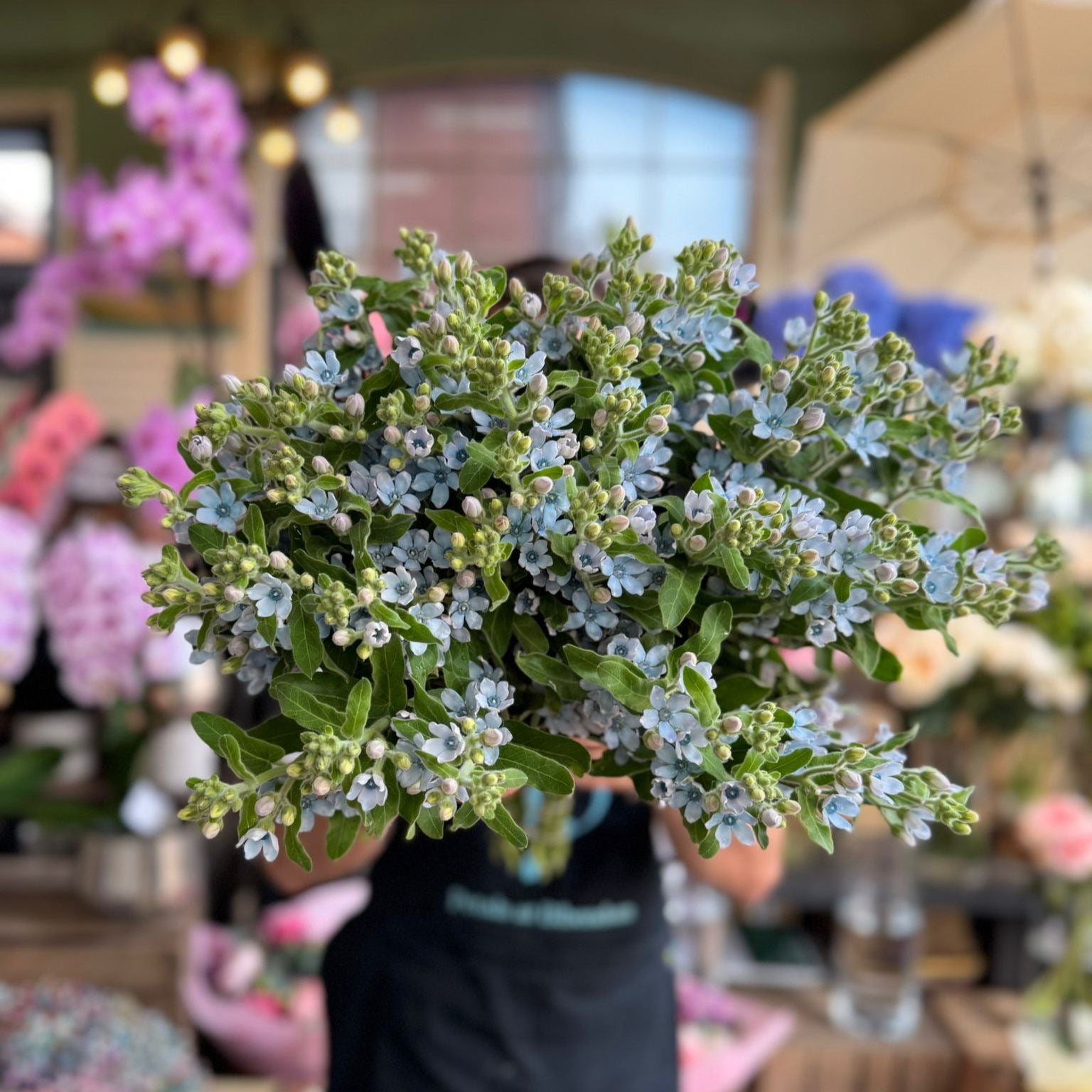 Blue Oxypetalum - Petals at Bibendum