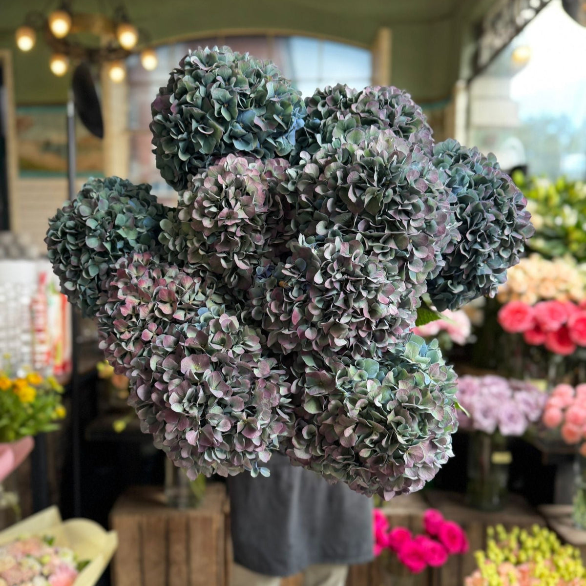 Pimpernel Classic Hydrangea - Petals at Bibendum