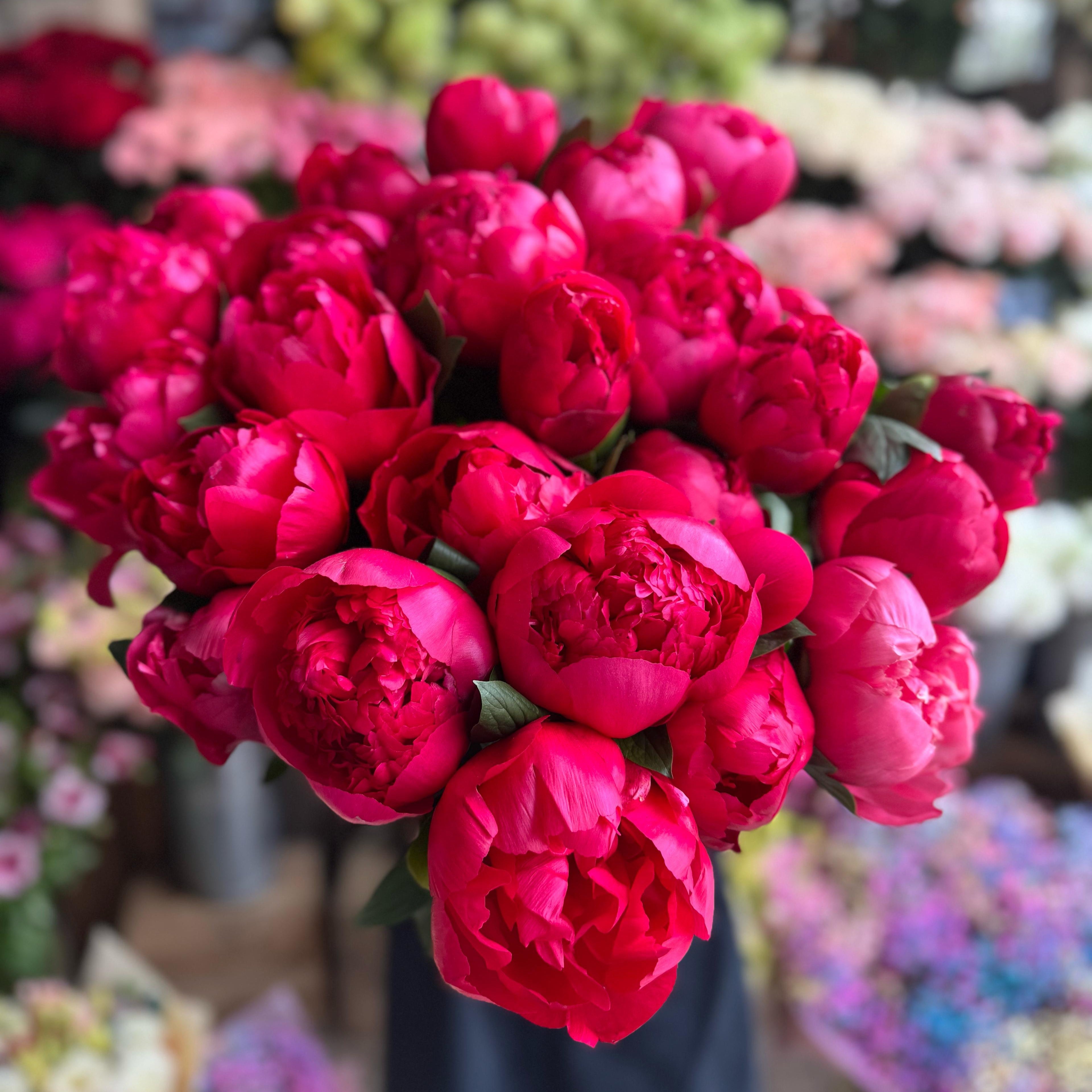 Colour Changing Peony - Petals at Bibendum