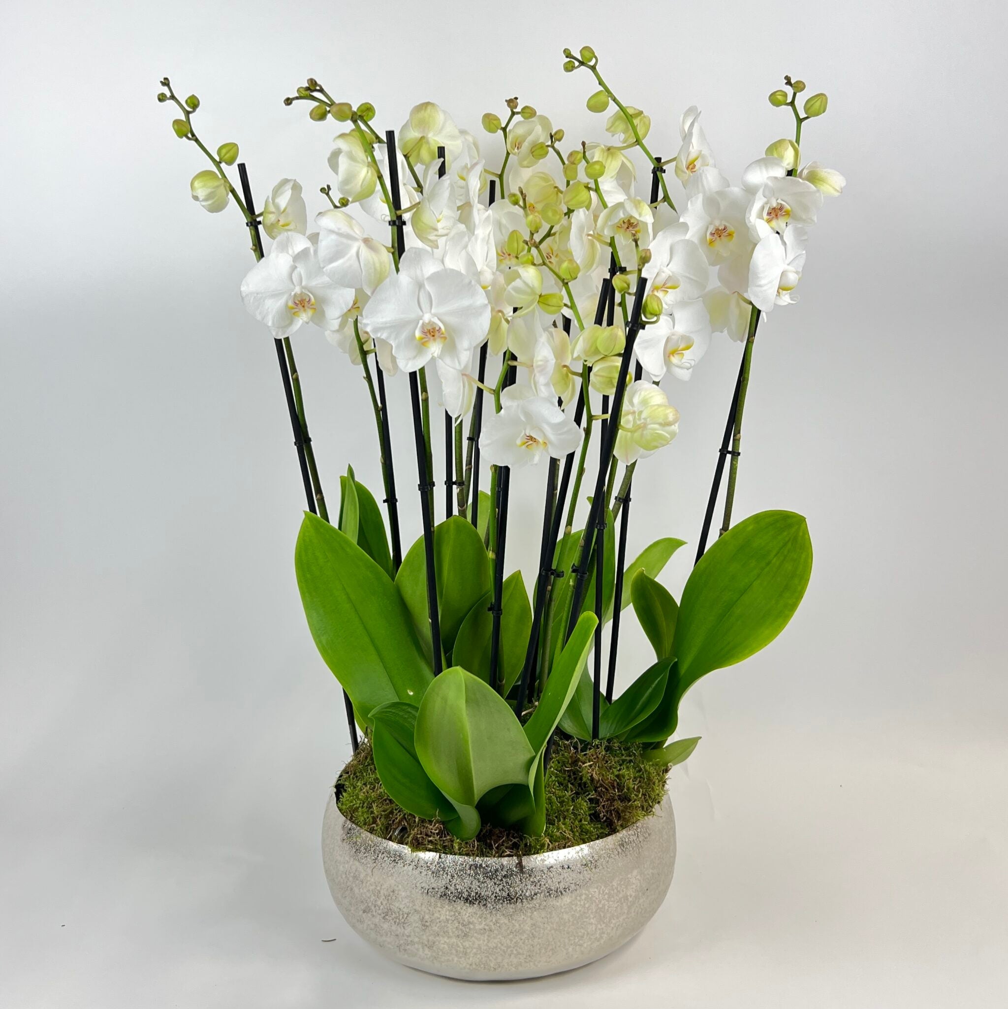 Orchid Planter - Phaleanopsis - Petals at Bibendum
