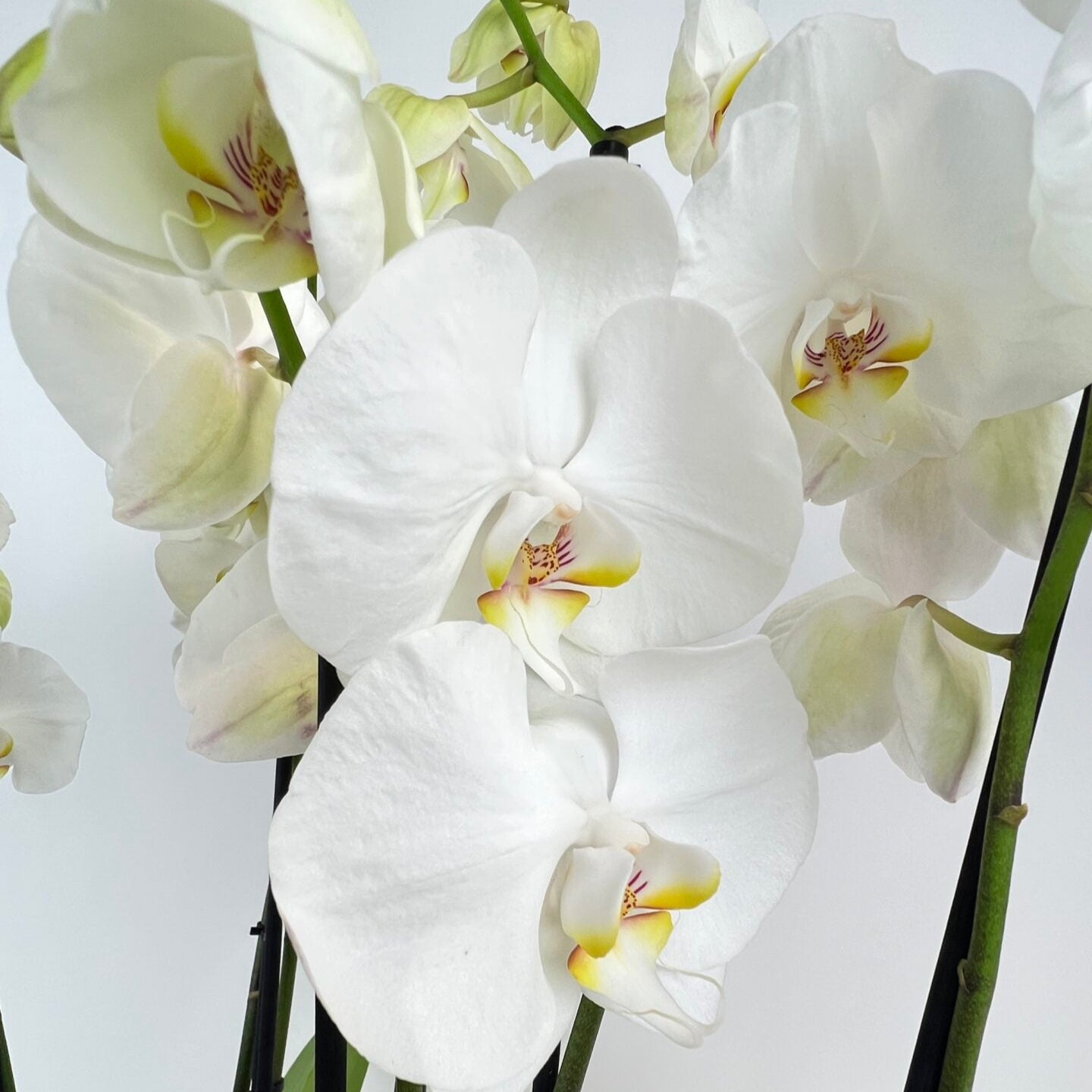 Orchid Planter - Phaleanopsis - Petals at Bibendum