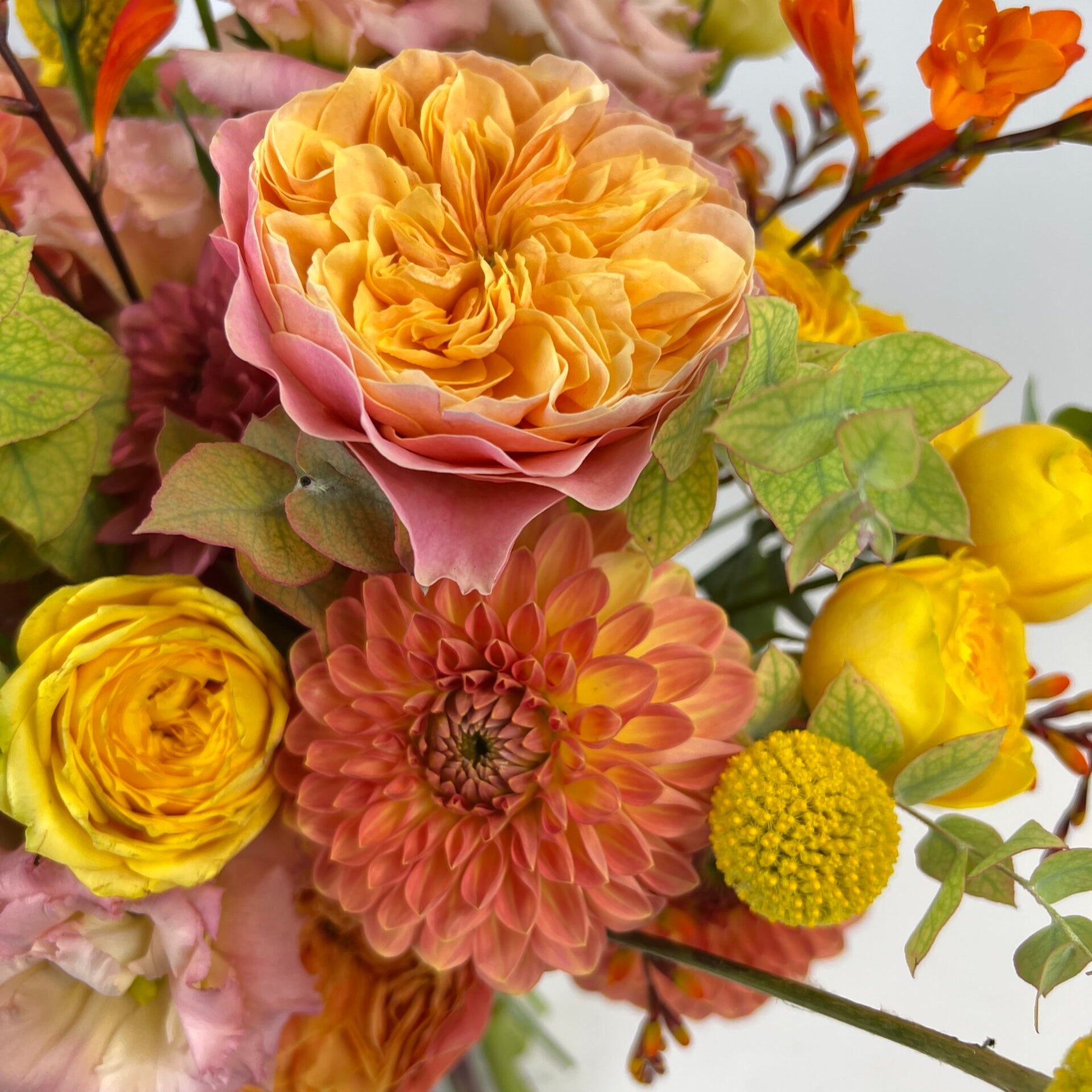 Winter - Large - Petals at Bibendum