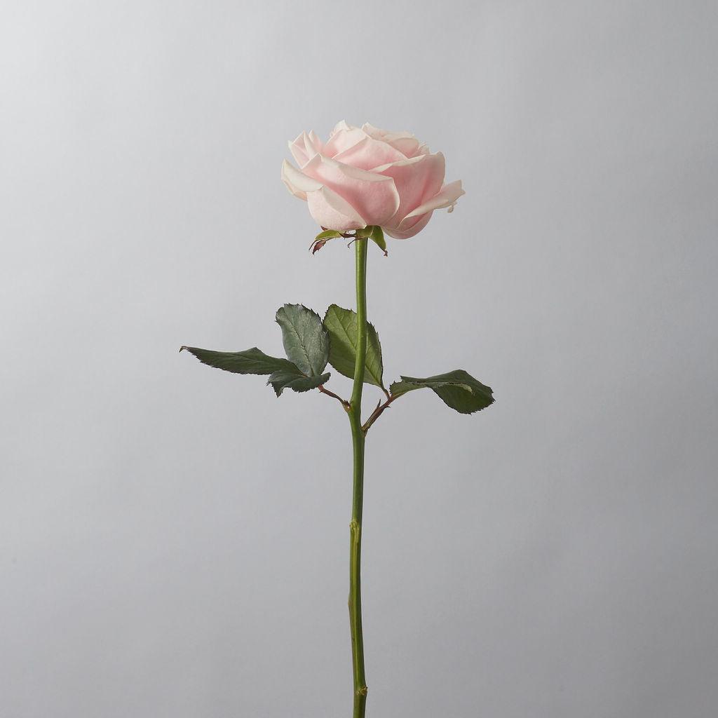 Sweet Avalanche Rose - Petals at Bibendum
