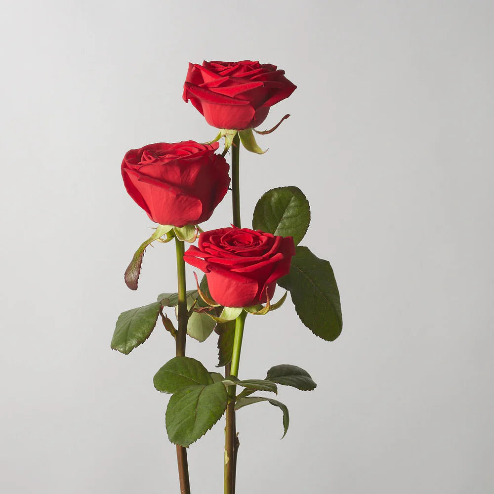 Red Naomi Rose - Single Stems - Petals at Bibendum