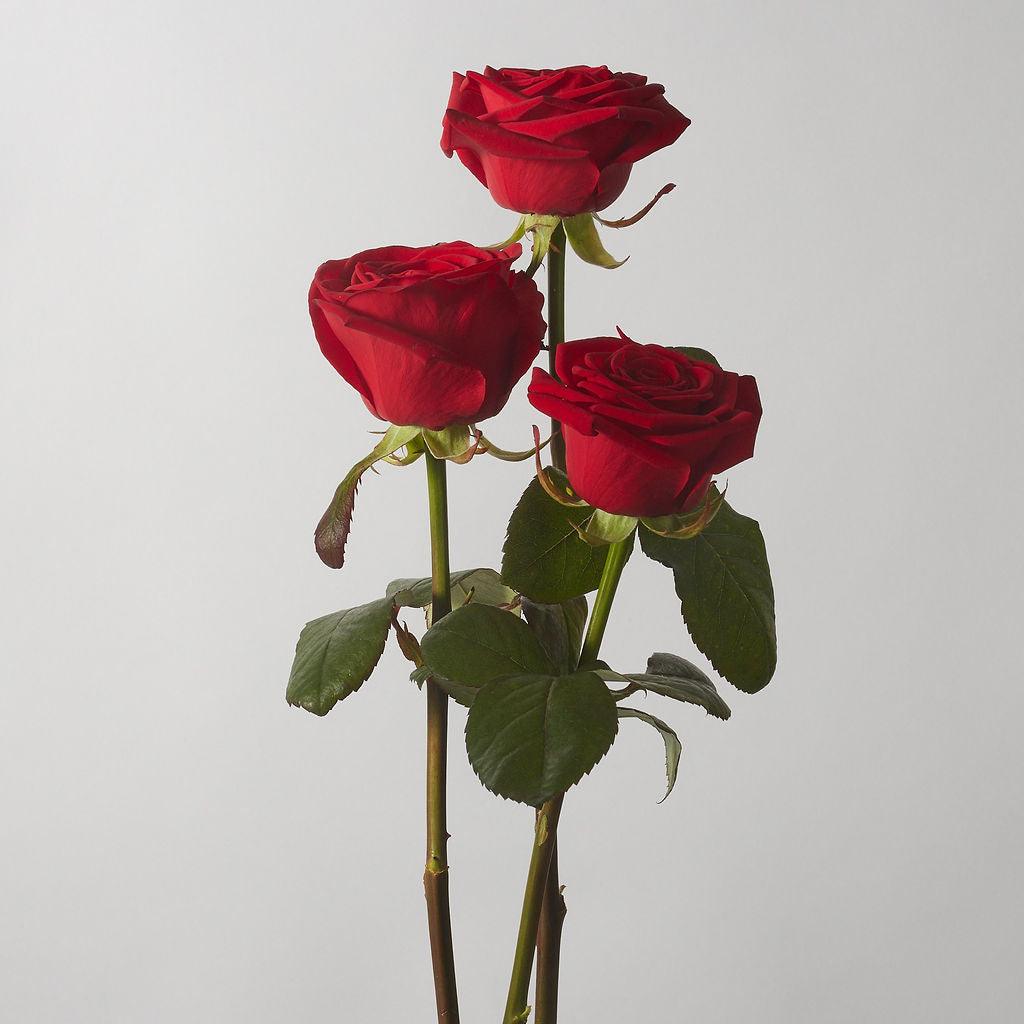 Red Velvet Rose - Petals at Bibendum