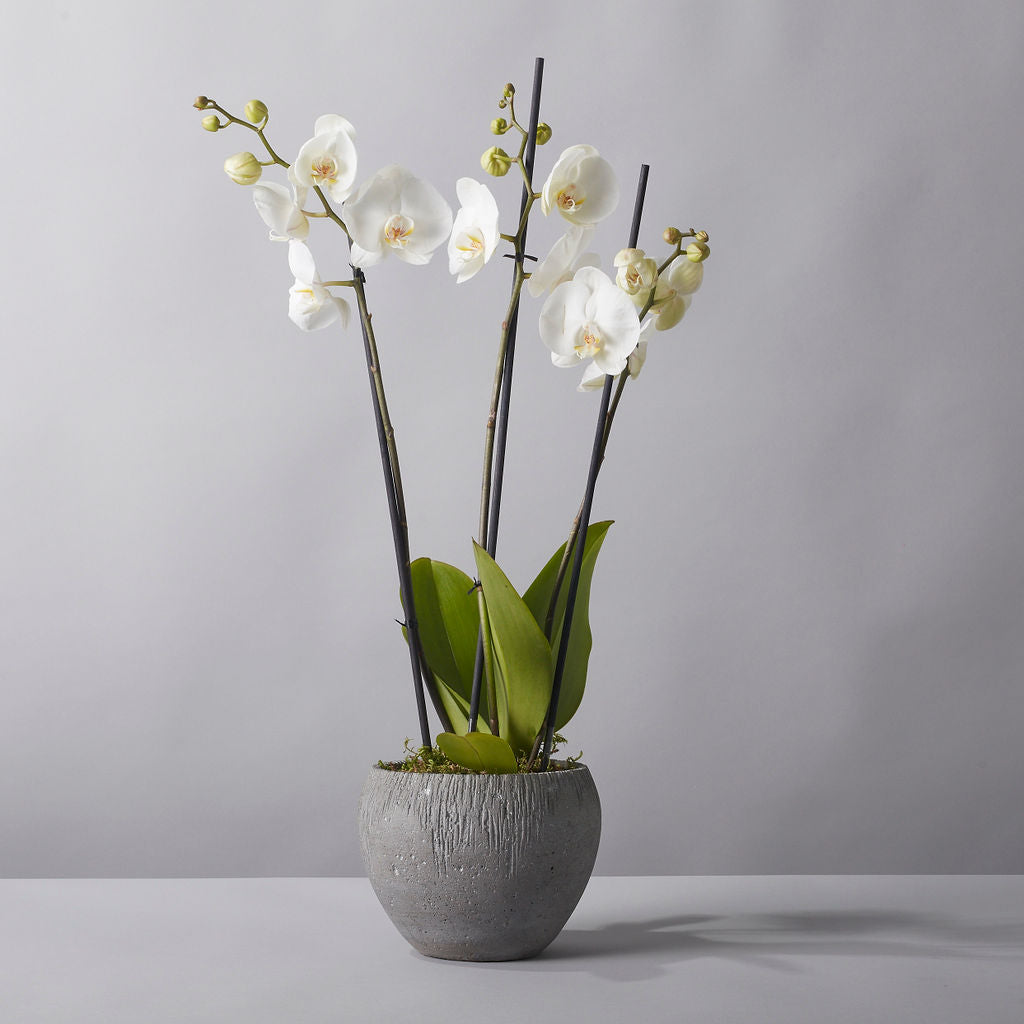 Orchid - Phaleanopsis - Petals at Bibendum