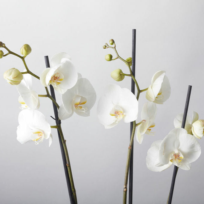 Orchid - Phaleanopsis - Petals at Bibendum