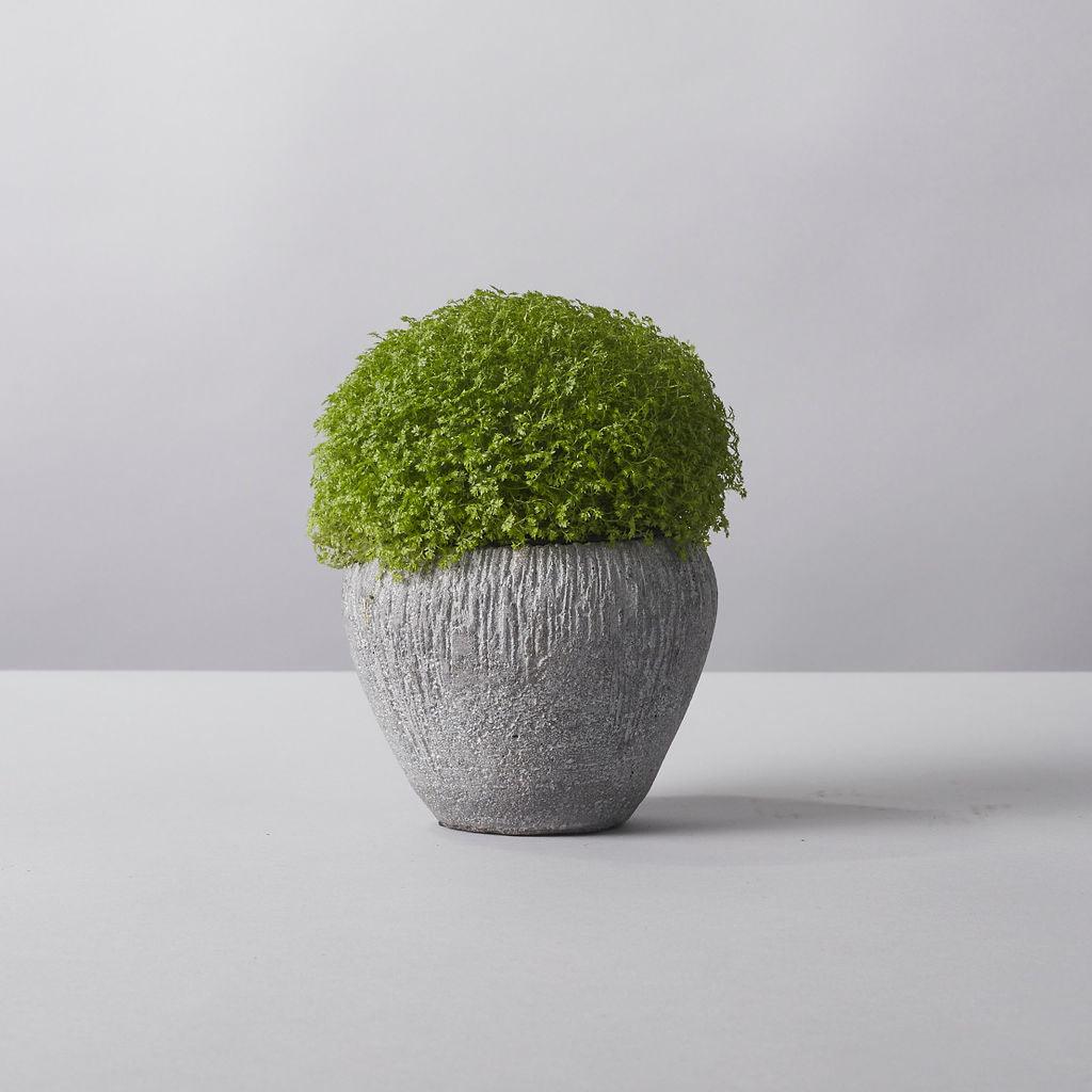 Selaginella Planter - Petals at Bibendum