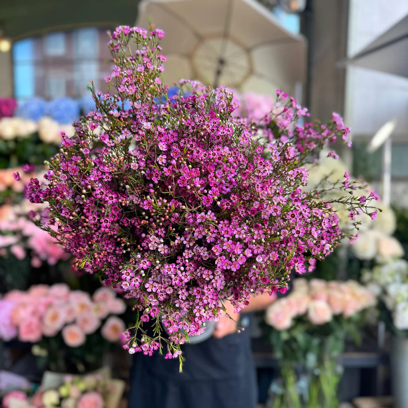 Pink Waxflower at Petals at Bibendum