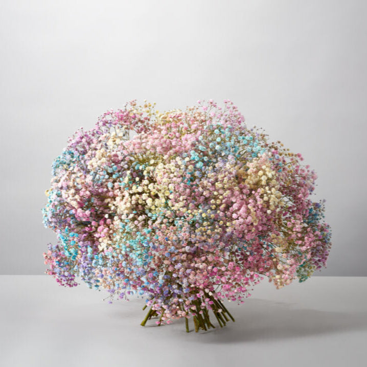 Rainbow of Dreams - Petals at Bibendum