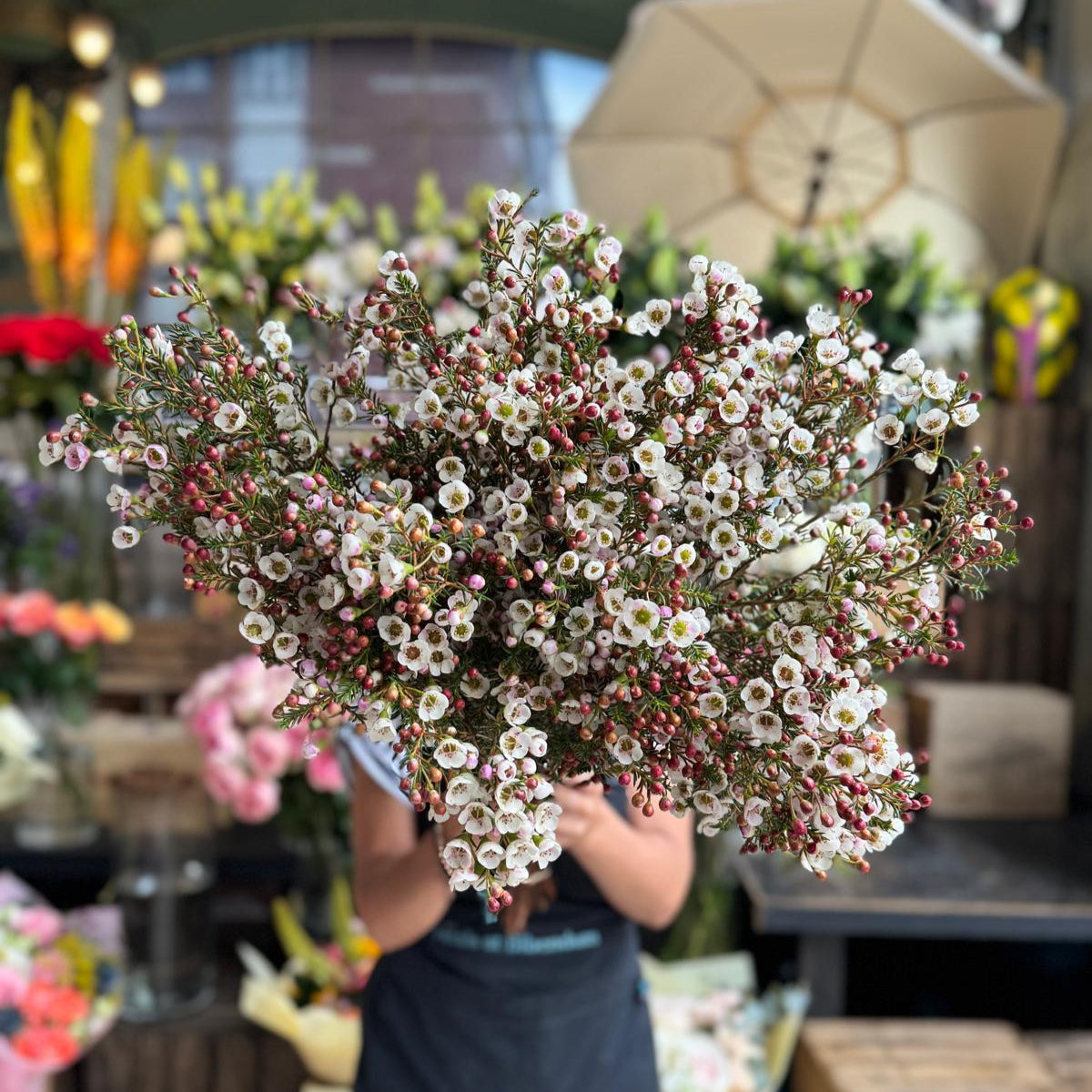 White Wax Flower - Petals at Bibendum