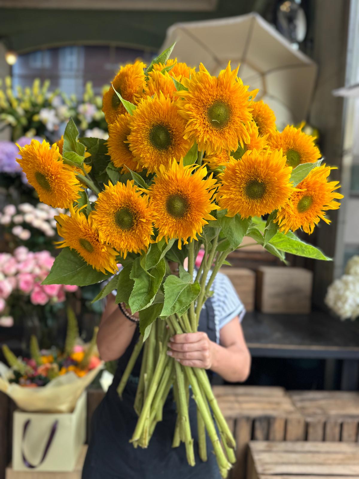 Teddy Bear Sunflower