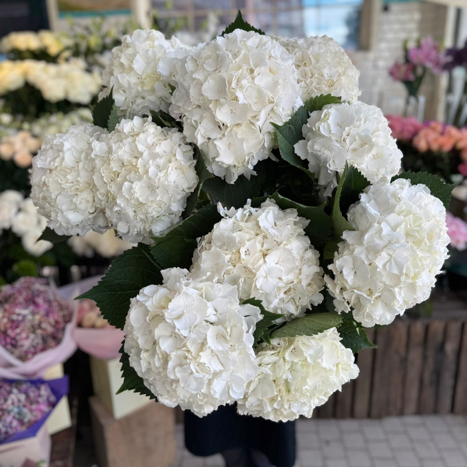 White Hydrangea