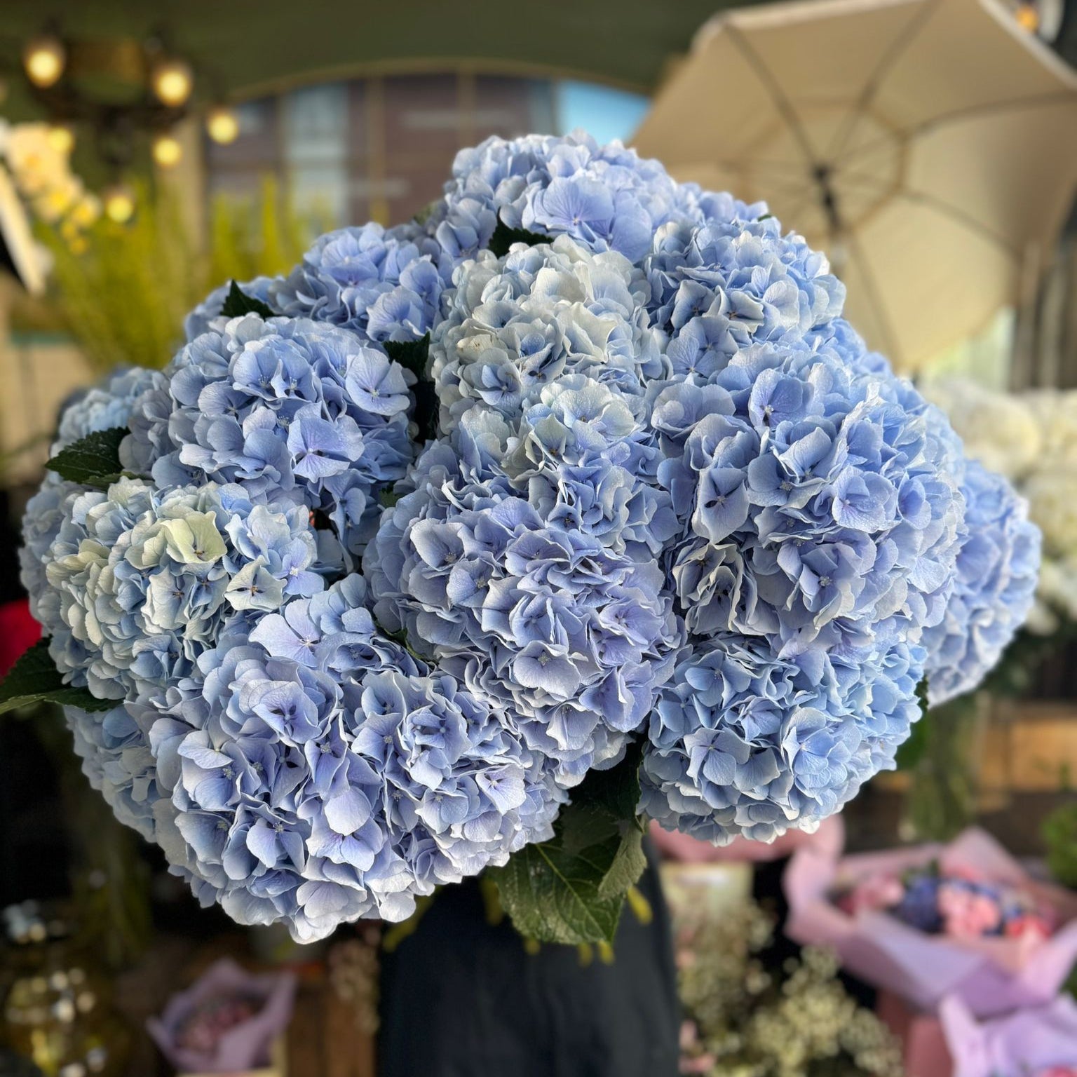 Pale Blue Hydrangea