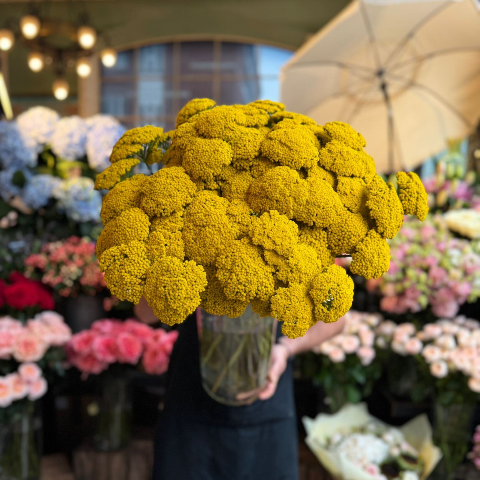 Achillea - Petals at Bibendum
