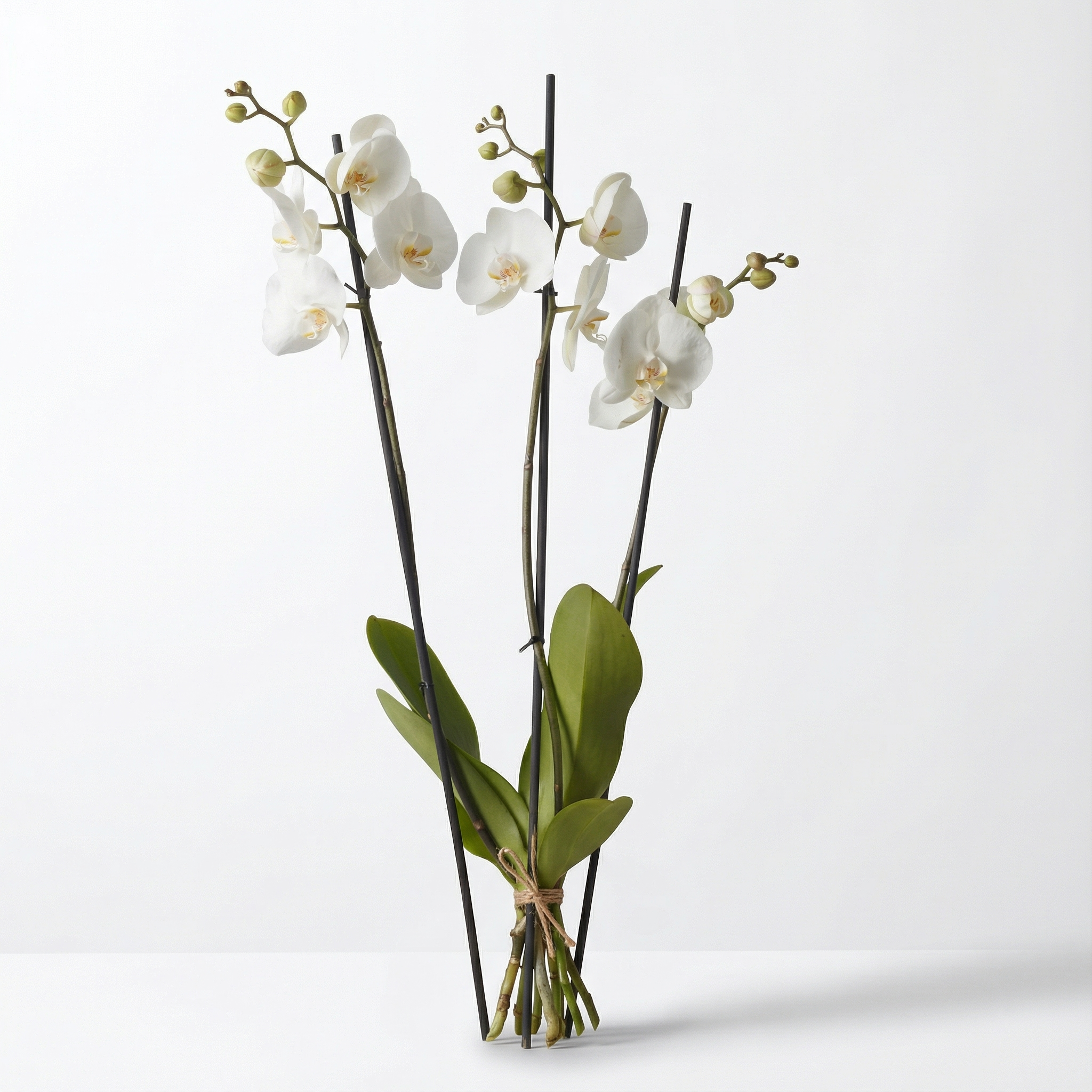 Orchid - Phaleanopsis - Petals at Bibendum