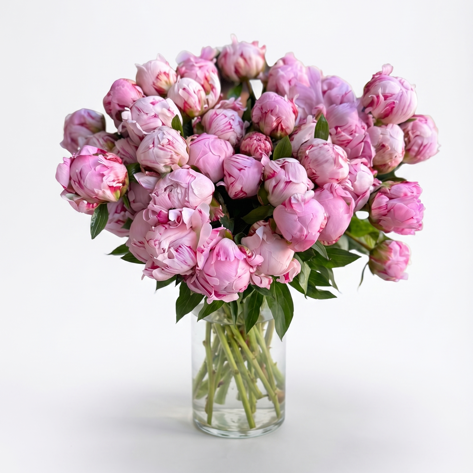 Reine Hortense Peony