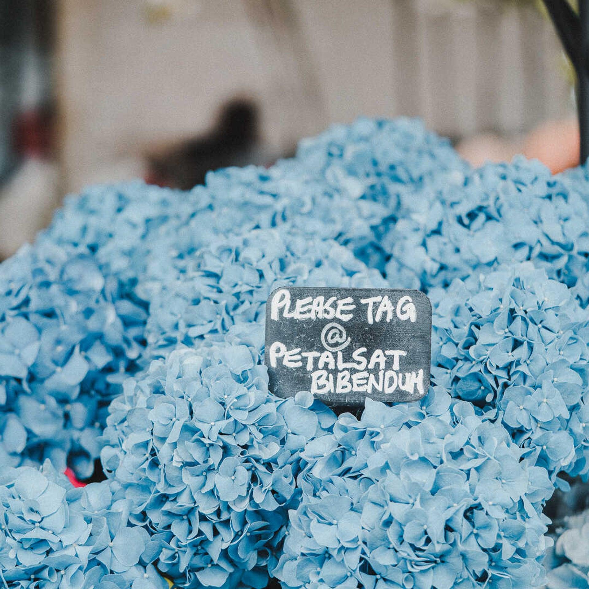 Pale Blue Hydrangea - Petals at Bibendum