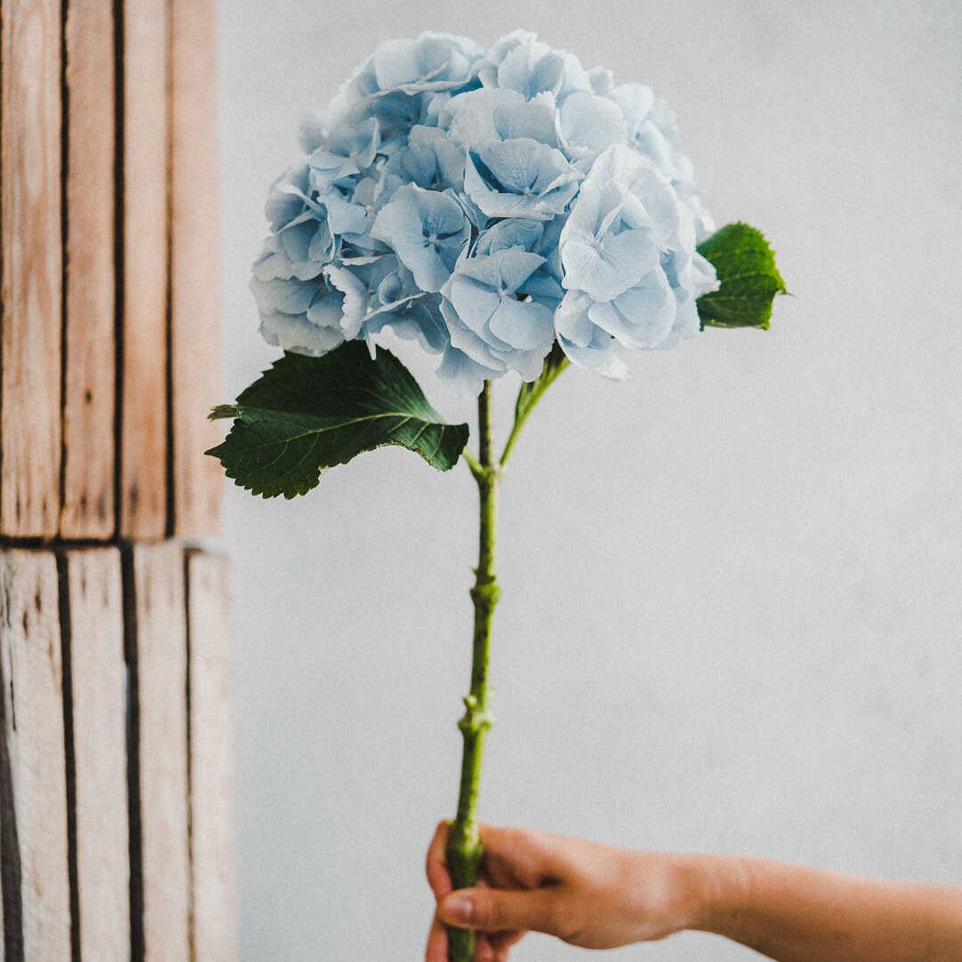 Pale Blue Hydrangea - Petals at Bibendum