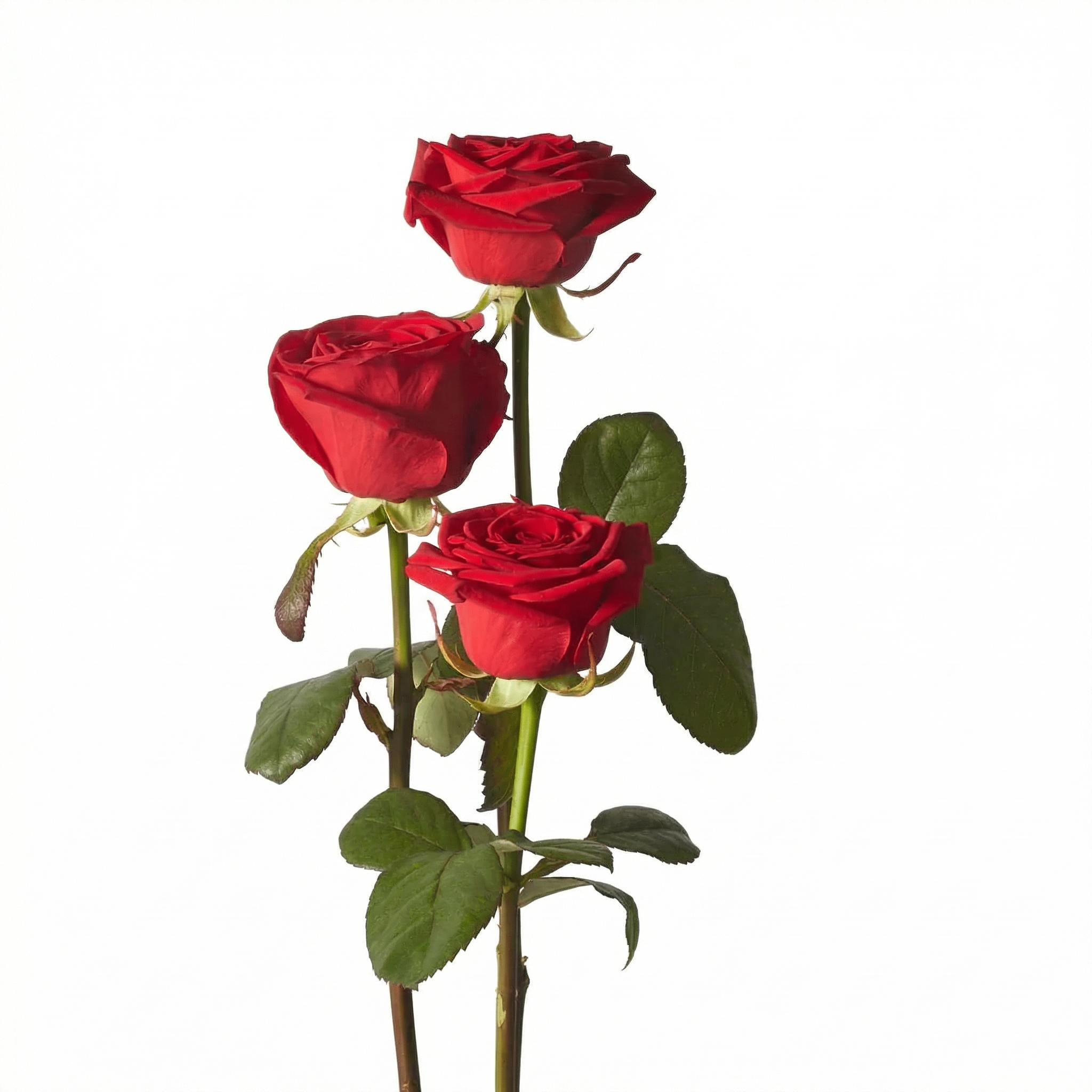 Red Naomi Rose - Single Stems - Petals at Bibendum