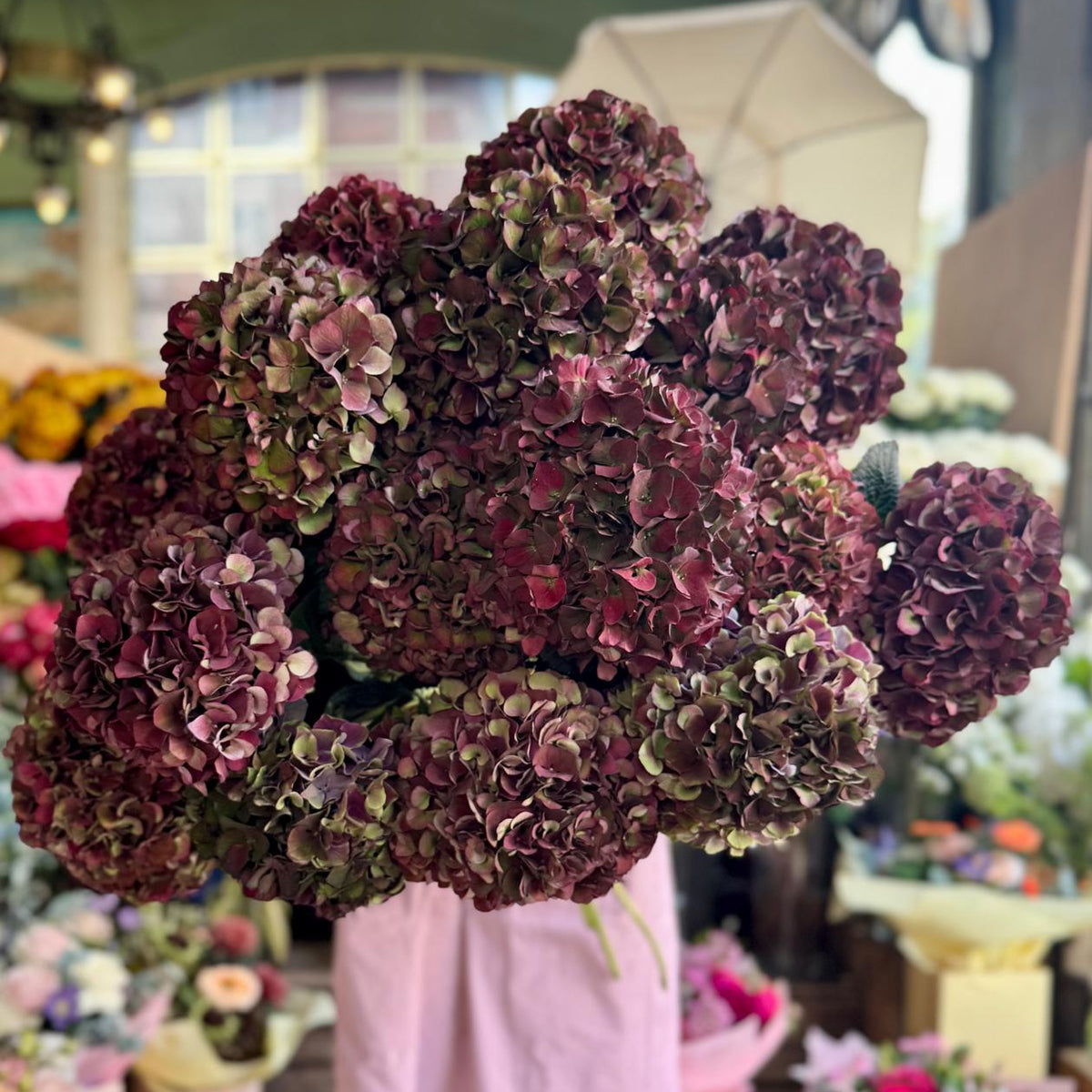 Ruby Red Hydrangea