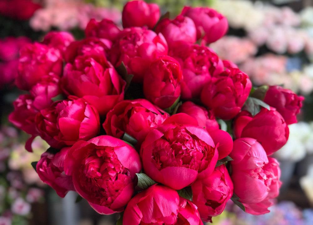 The Last Bloom: Savoring the Final Days of Peony Season