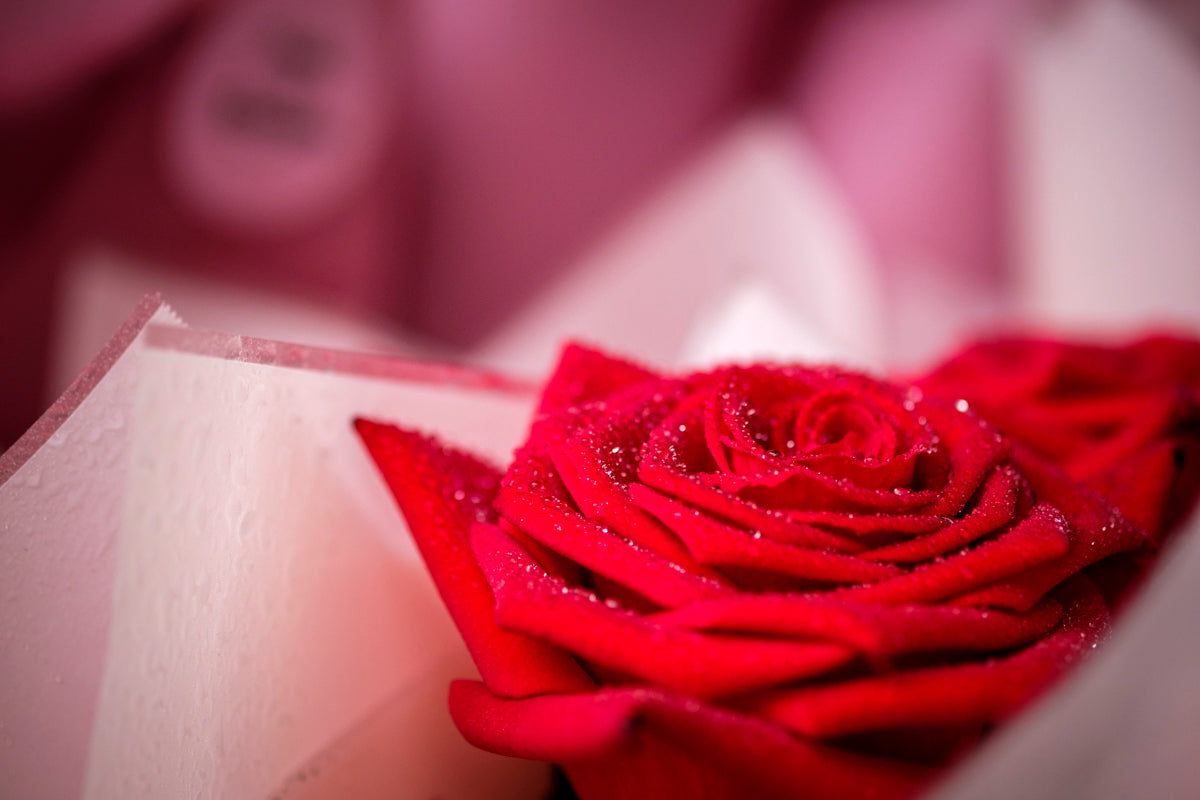 The Ultimate Valentine’s Day Flower Guide: What Each Bloom Symbolises