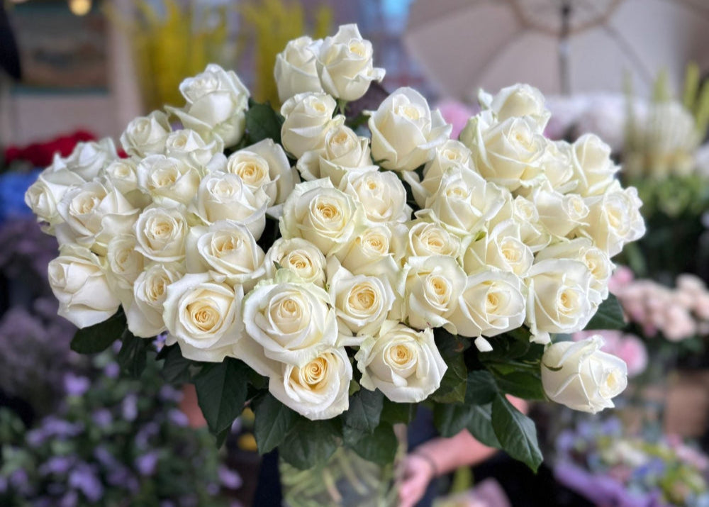 Avalanche Roses vs Ordinary Roses: What’s the Difference?