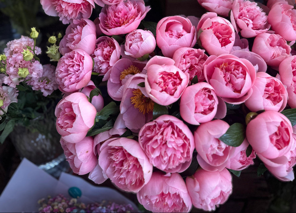 Peony Season in London: When to Buy and Why It Matters