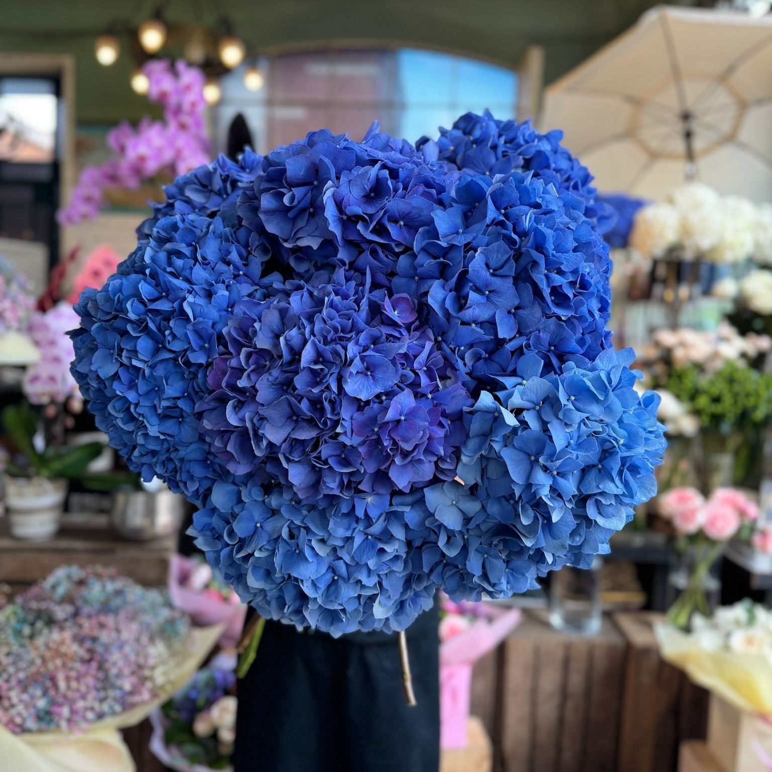 Pimpernel Blue Hydrangea - Petals at Bibendum