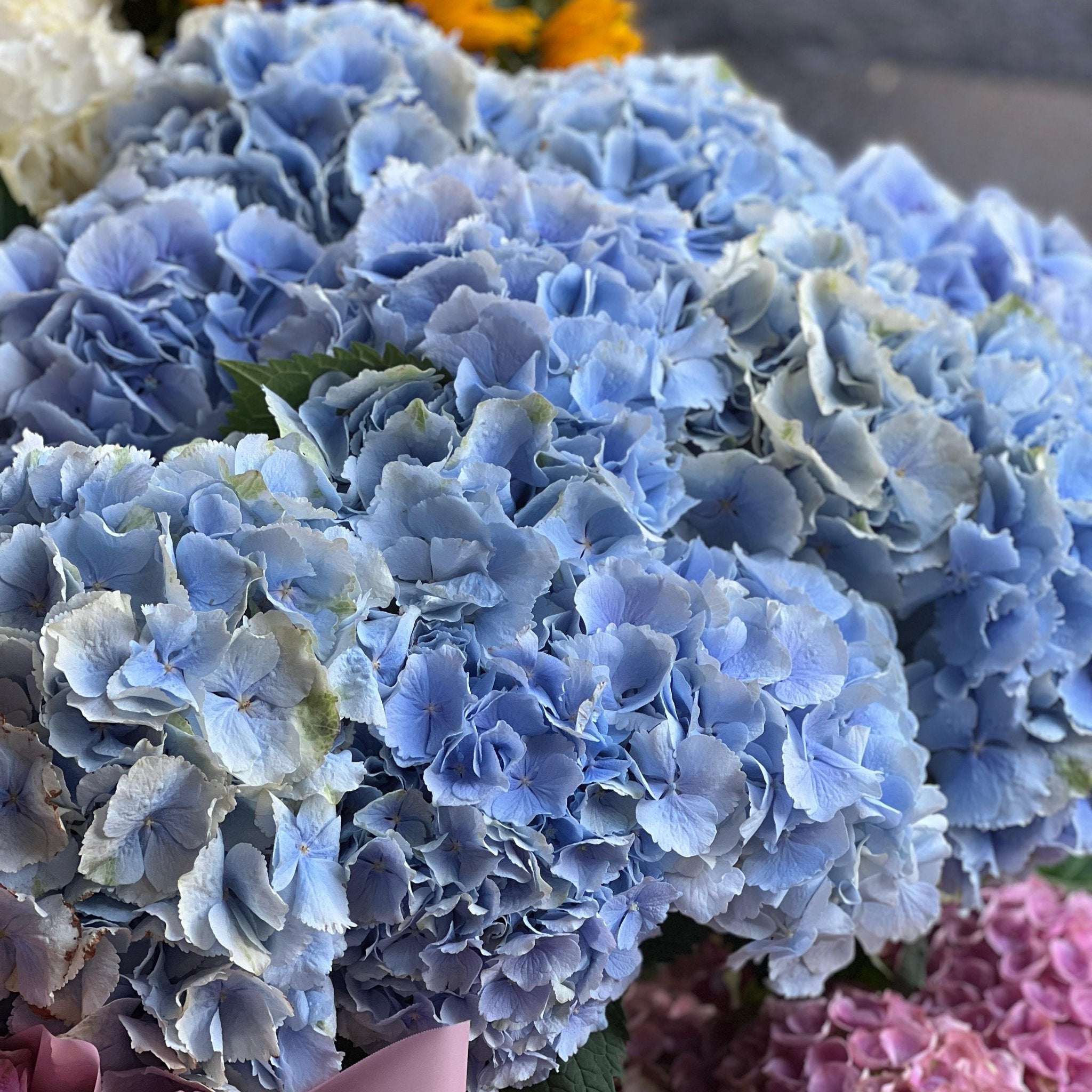 Pale Blue Hydrangea