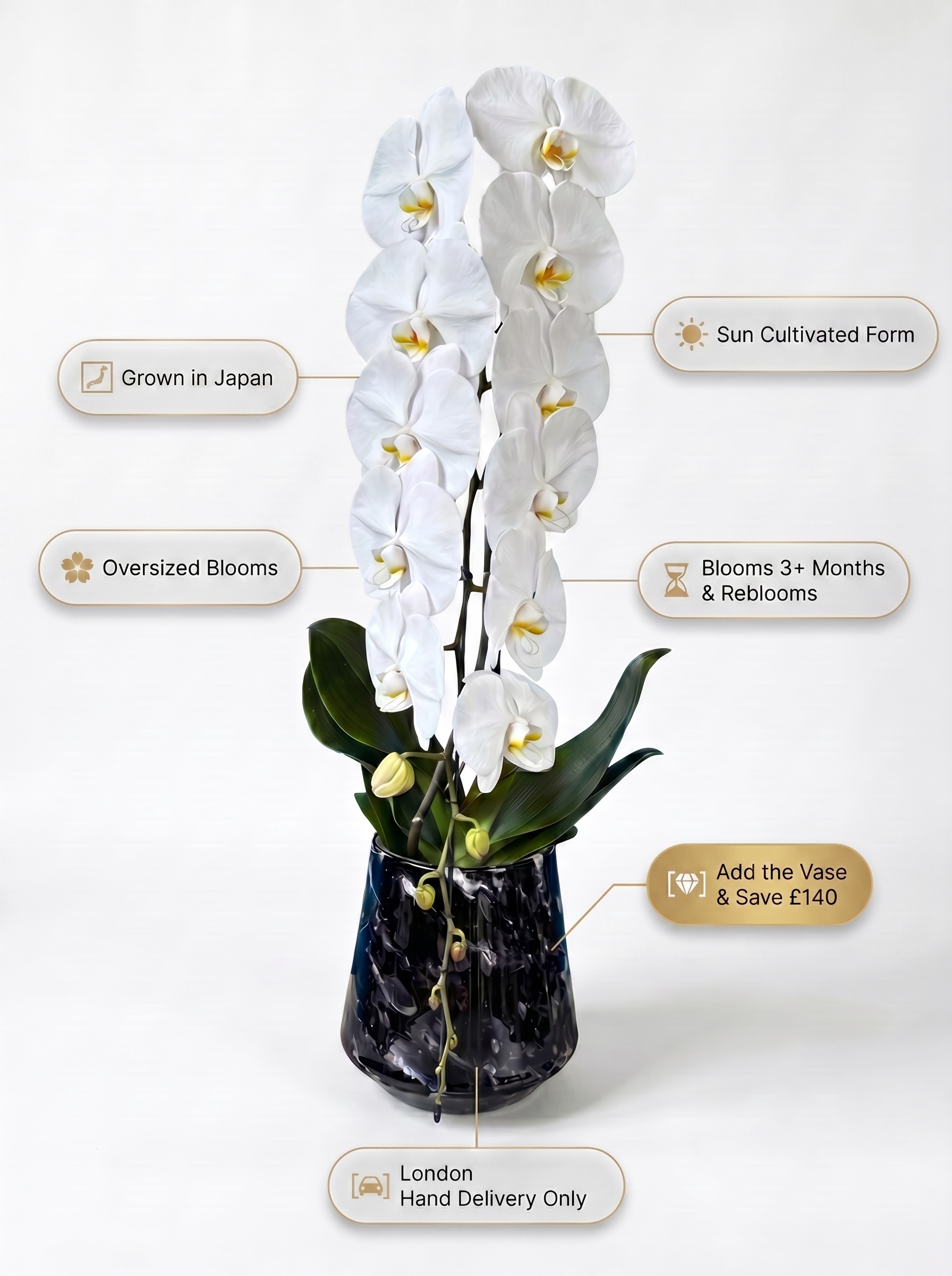 Cascading Phalaenopsis Orchids - Petals at Bibendum