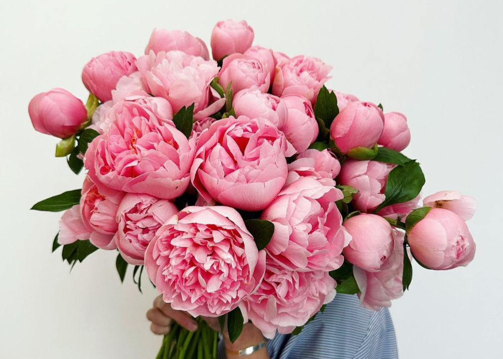 Salmon Peony - Petals at Bibendum