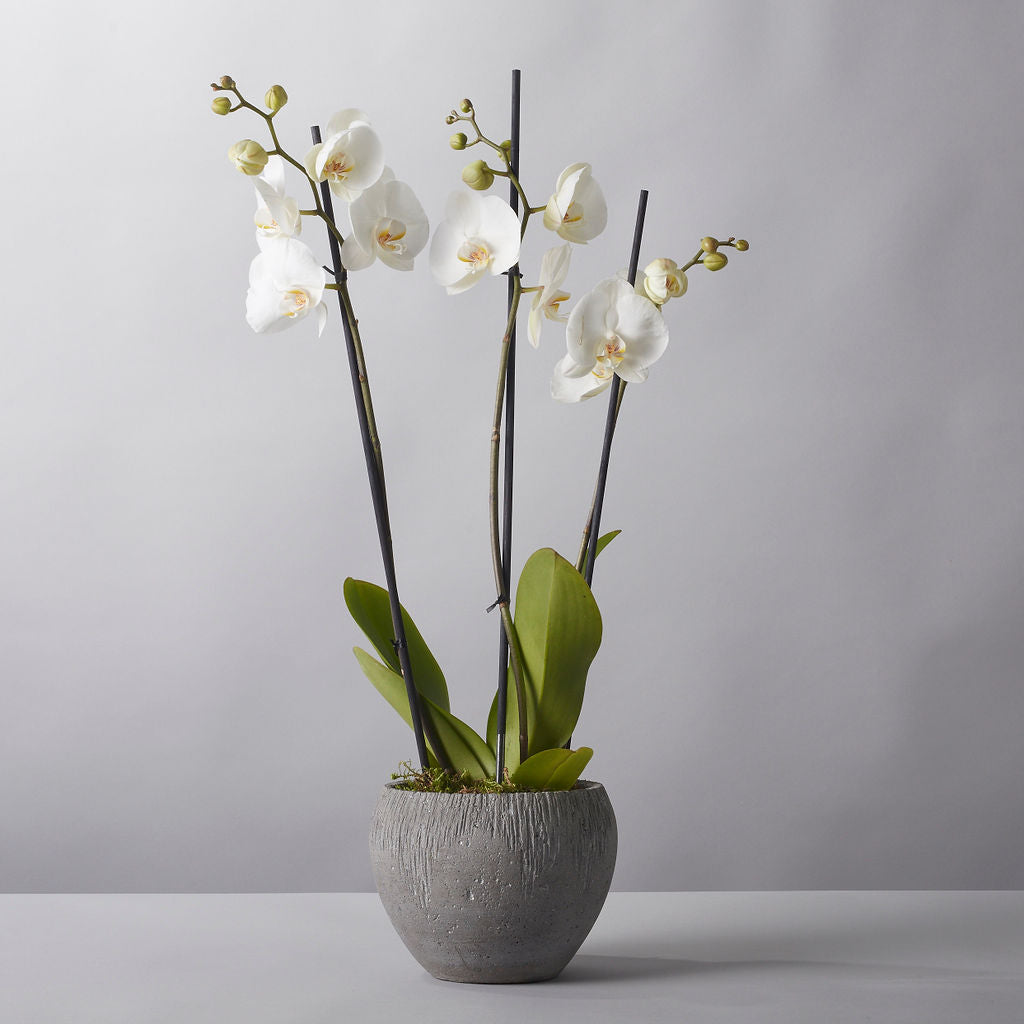 Orchid - Phaleanopsis - Petals at Bibendum