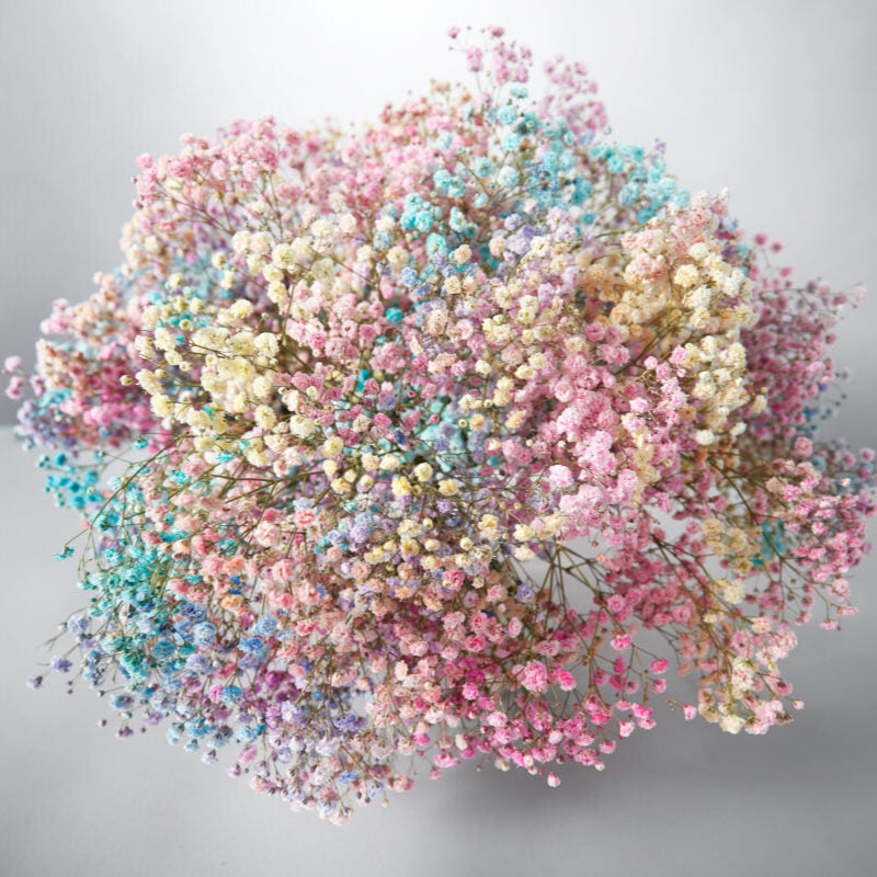 Rainbow of Dreams - Petals at Bibendum