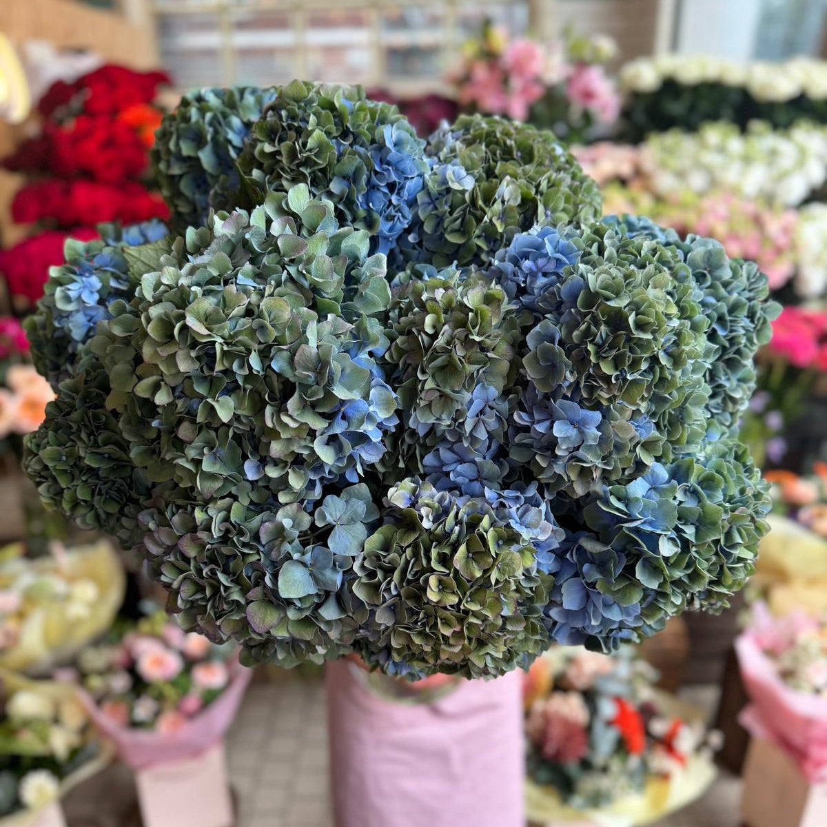 Verena Classic Hydrangea