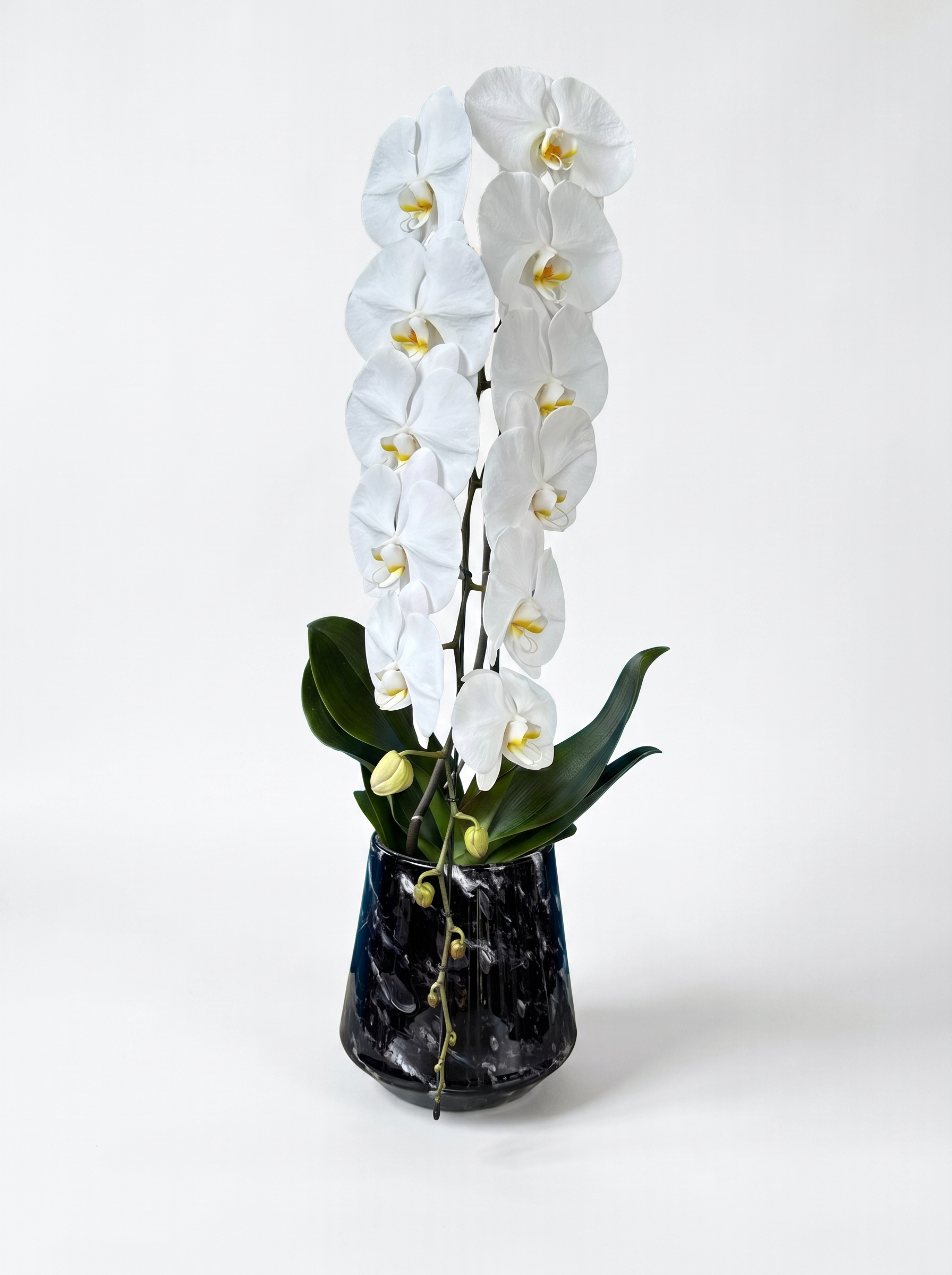 Cascading Phalaenopsis Orchids - Petals at Bibendum