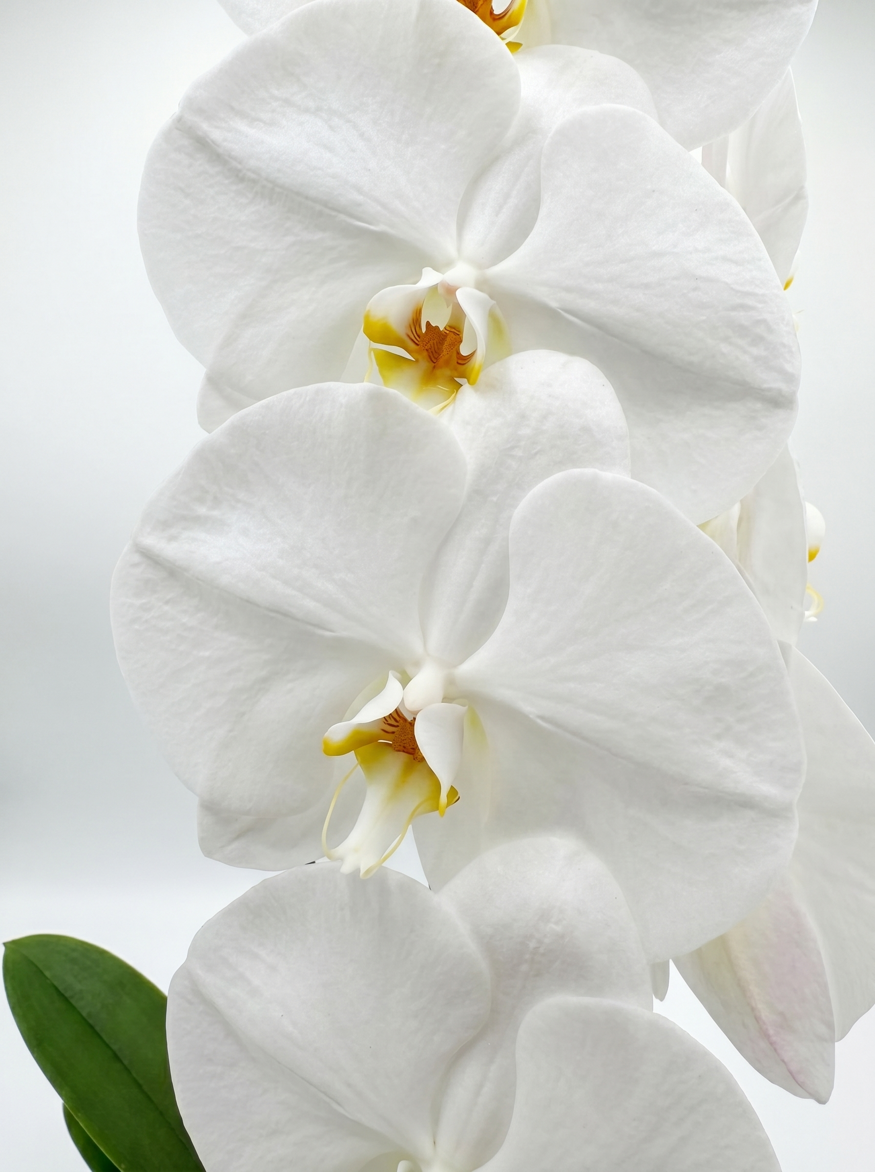 Cascading Phalaenopsis Orchids - Petals at Bibendum