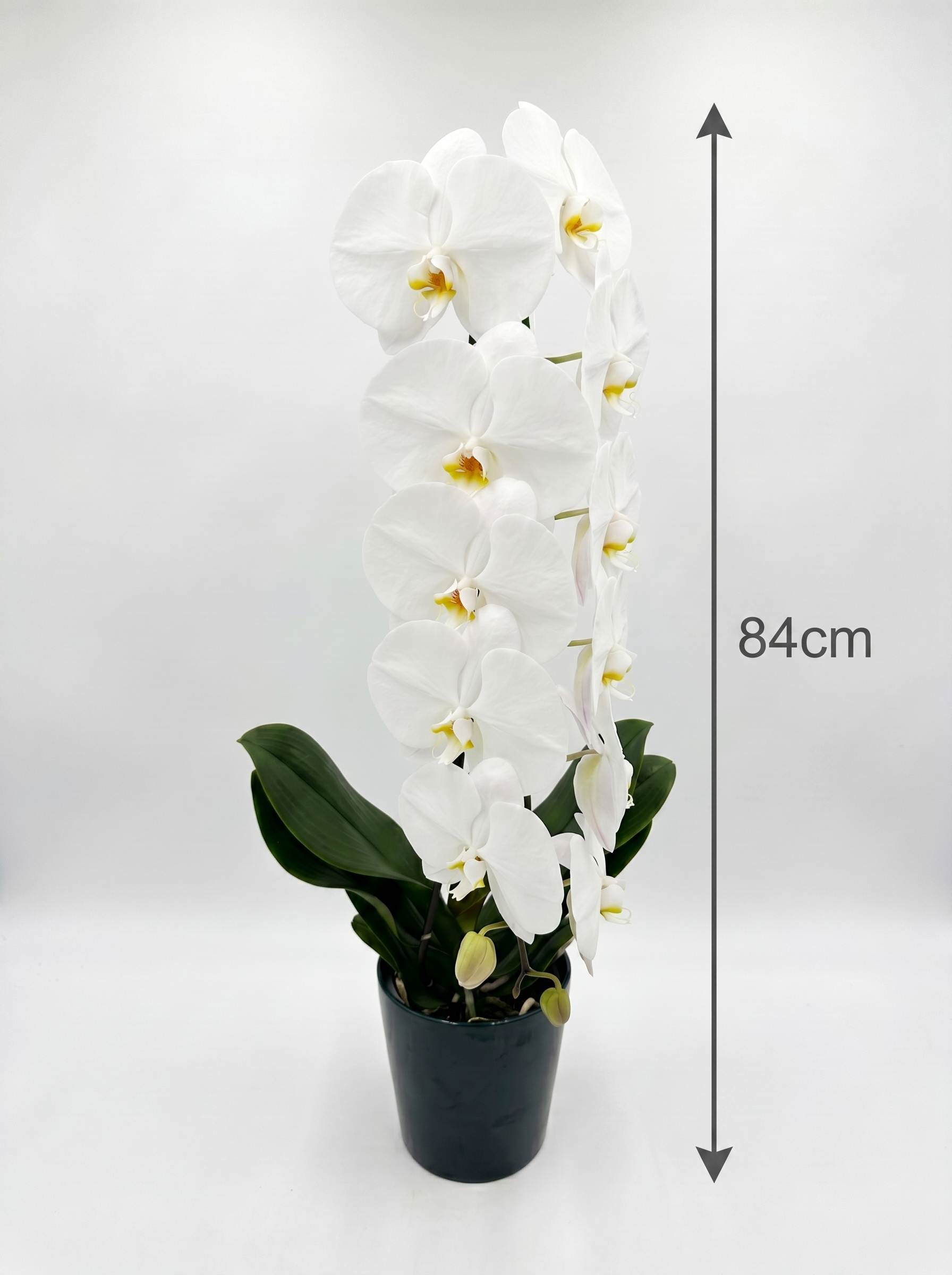 Cascading Phalaenopsis Orchids - Petals at Bibendum