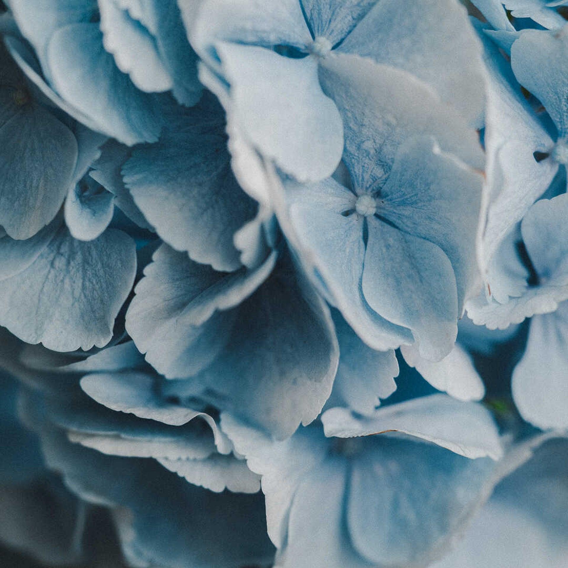 Pale Blue Hydrangea - Petals at Bibendum