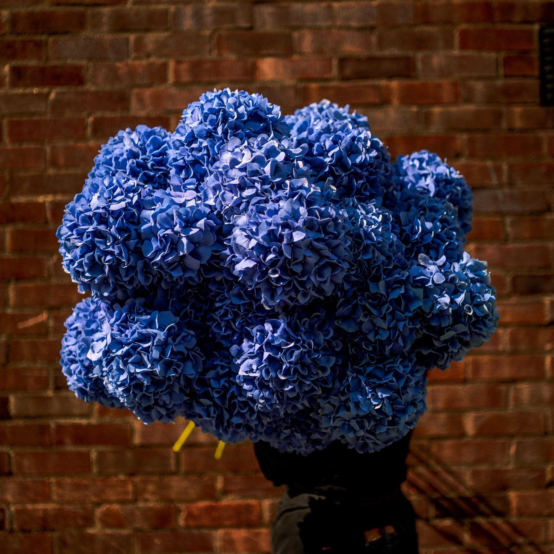 Pimpernel Blue Hydrangea - Petals at Bibendum